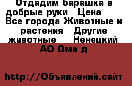 Отдадим барашка в добрые руки › Цена ­ 1 - Все города Животные и растения » Другие животные   . Ненецкий АО,Ома д.